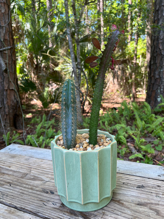 Blue Candle Cactus & Euphorbia Trigona