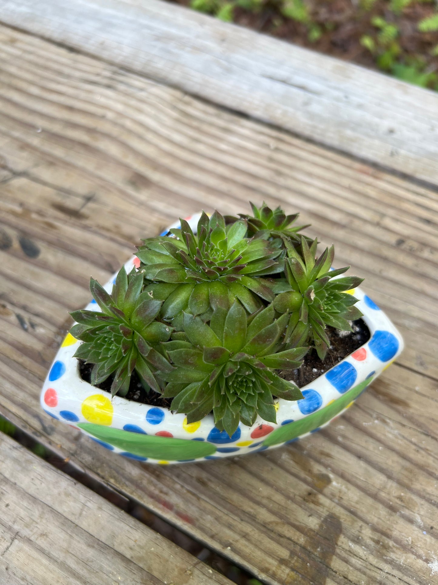 Sempervivum in Sunglasses