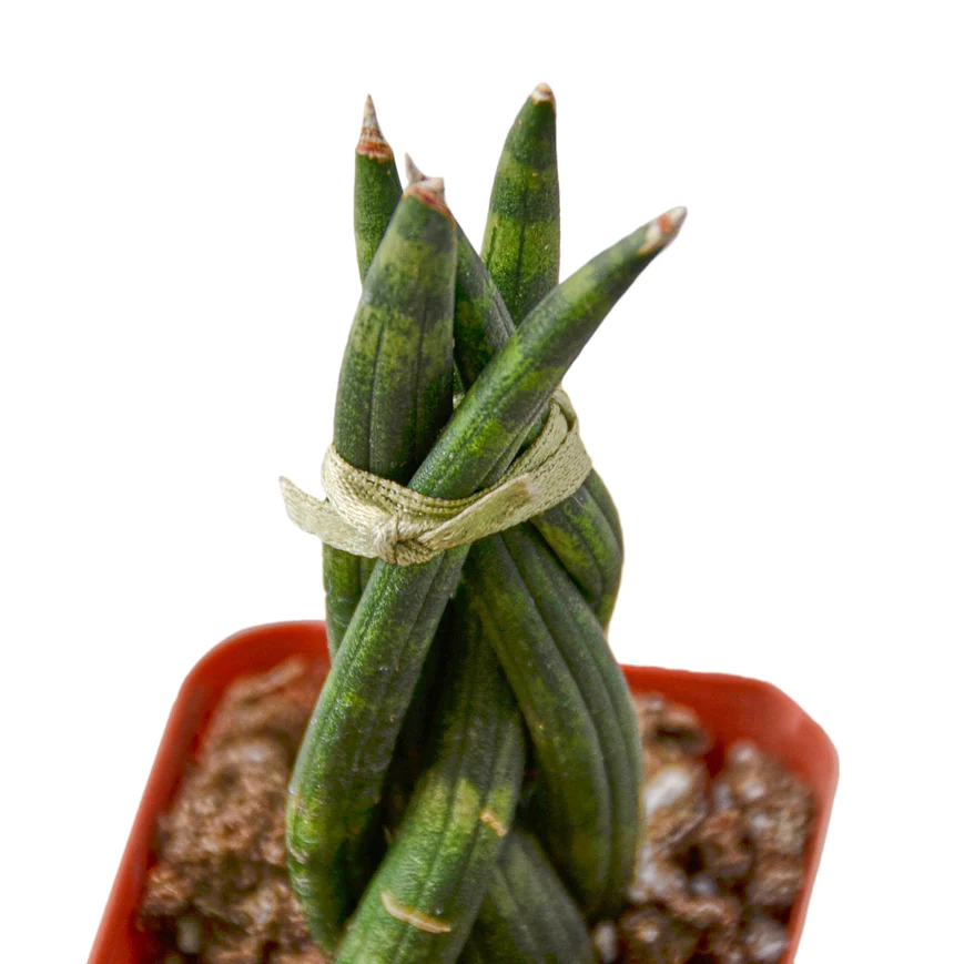 3in Snake Plant "Braid"