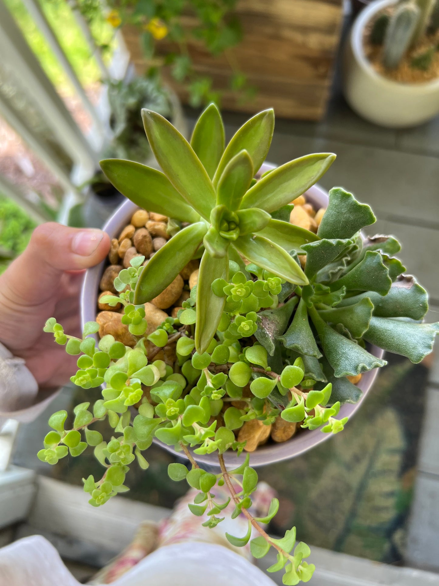 Mixed succulents in purple bowl