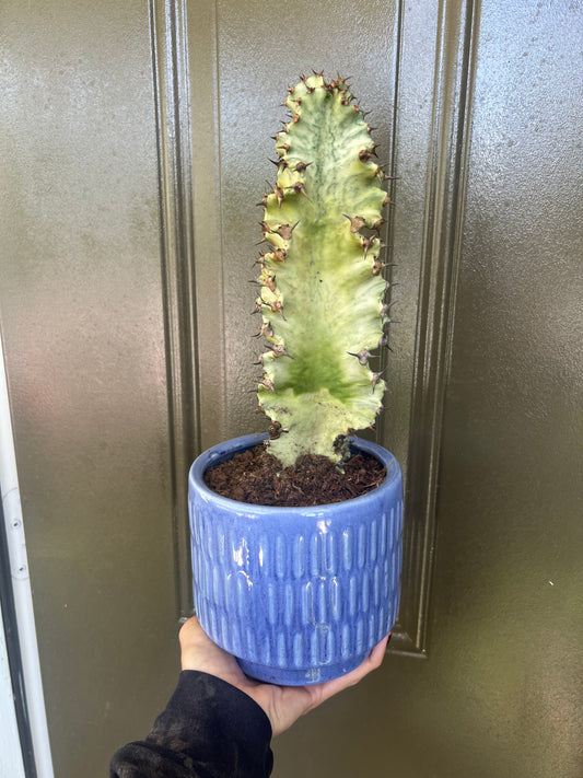 Variegated Euphorbia Ammak