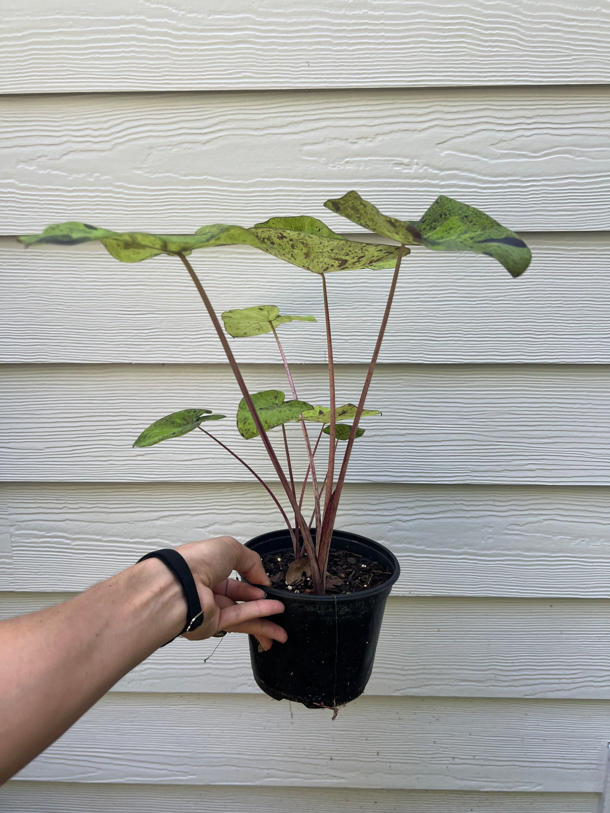 Colocasia Mojito