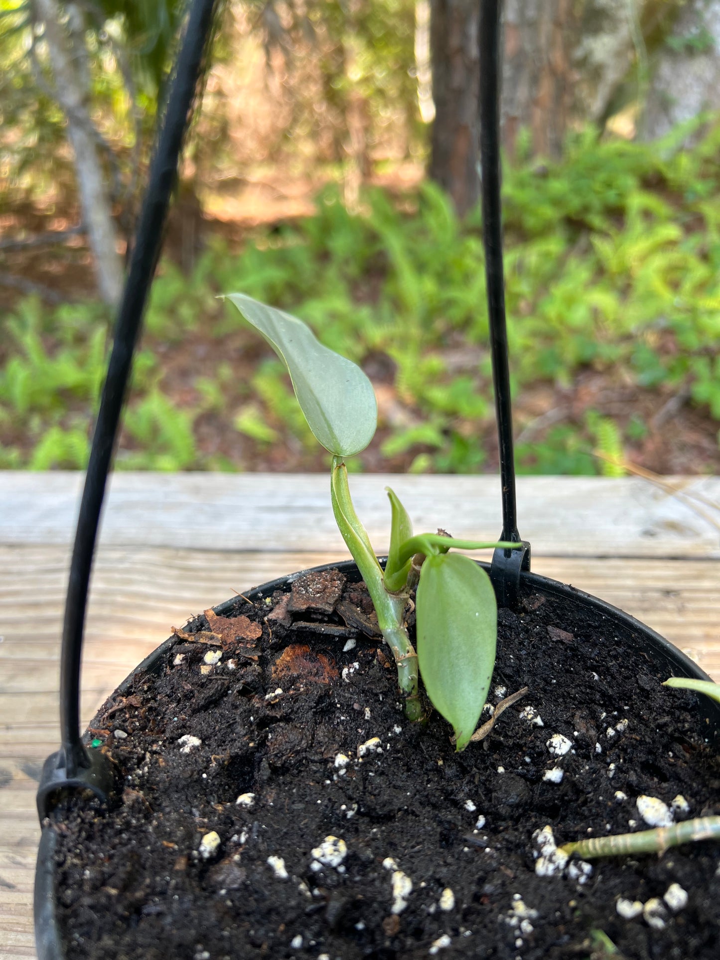 Hanging Silver Sword Philodendron