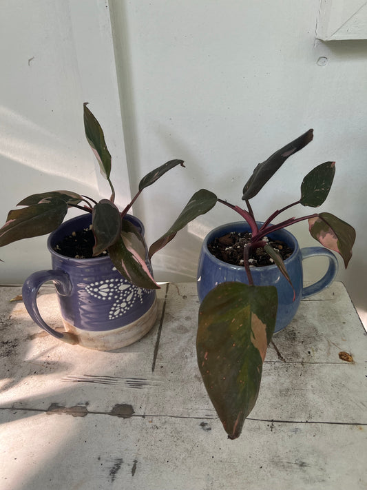 Pink Princess Philodendrons