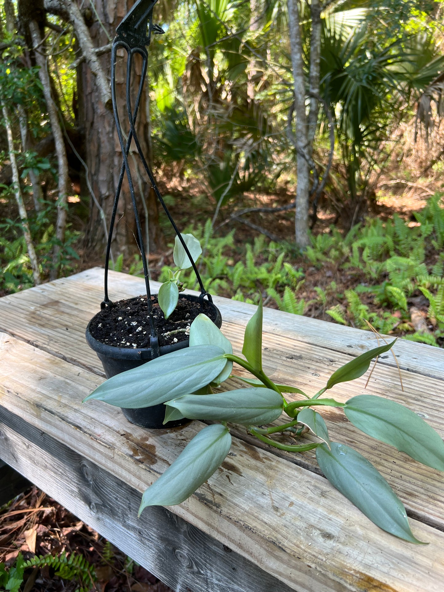 Hanging Silver Sword Philodendron