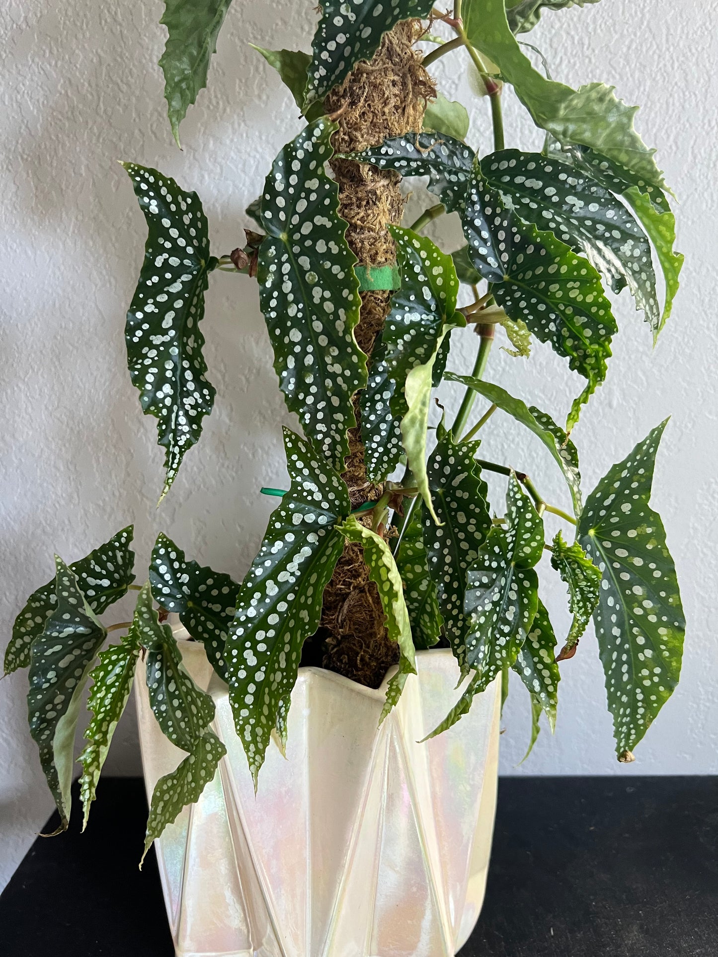 Angel wing begonia in pearl planter