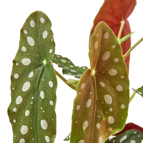 6in Begonia "Maculata"