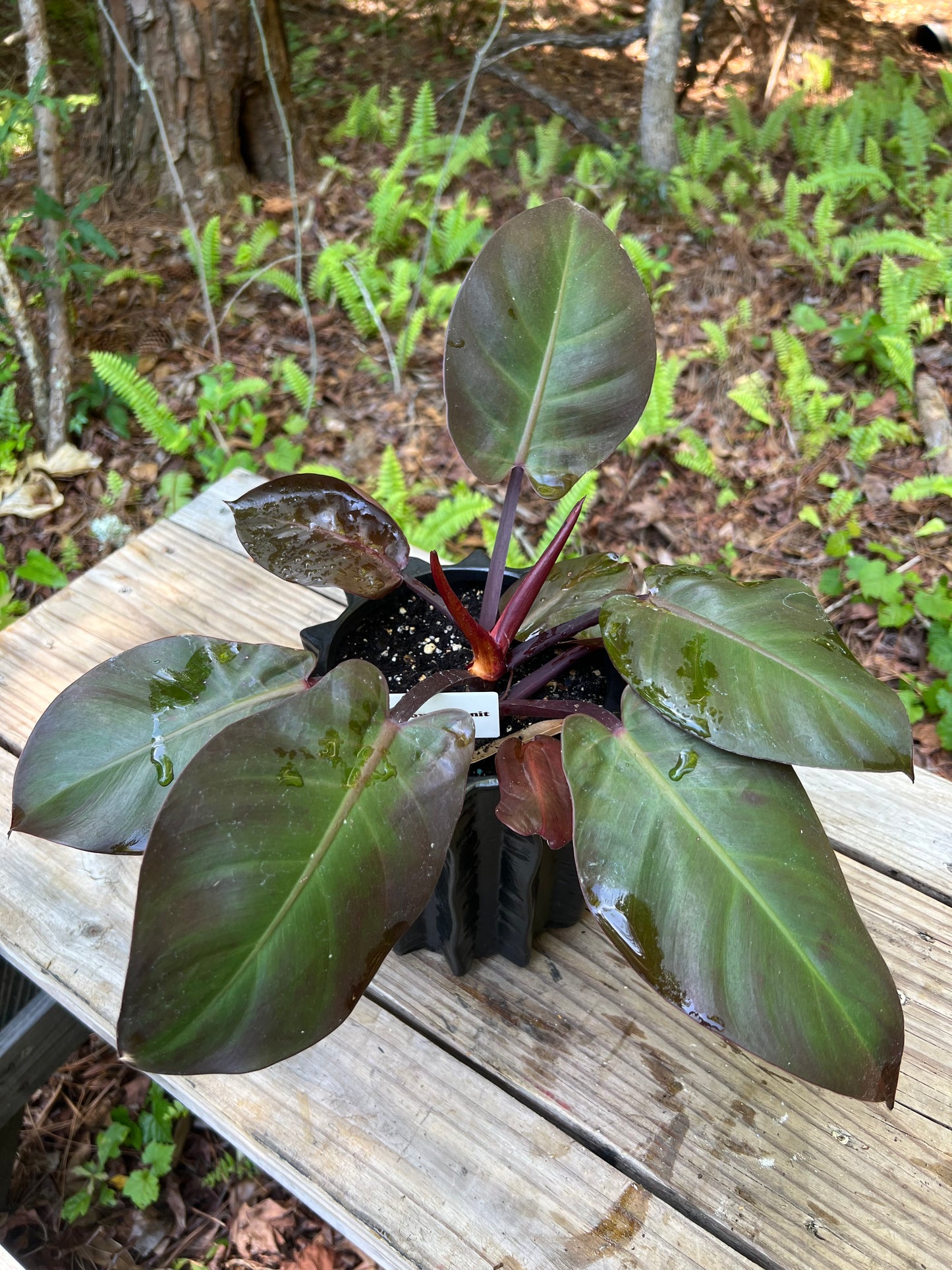 Philodendron Dark Lord