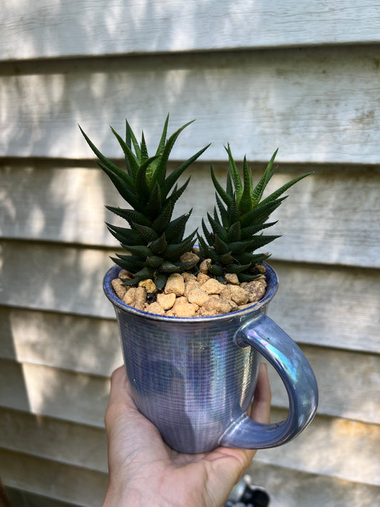 Haworthia Attenuata