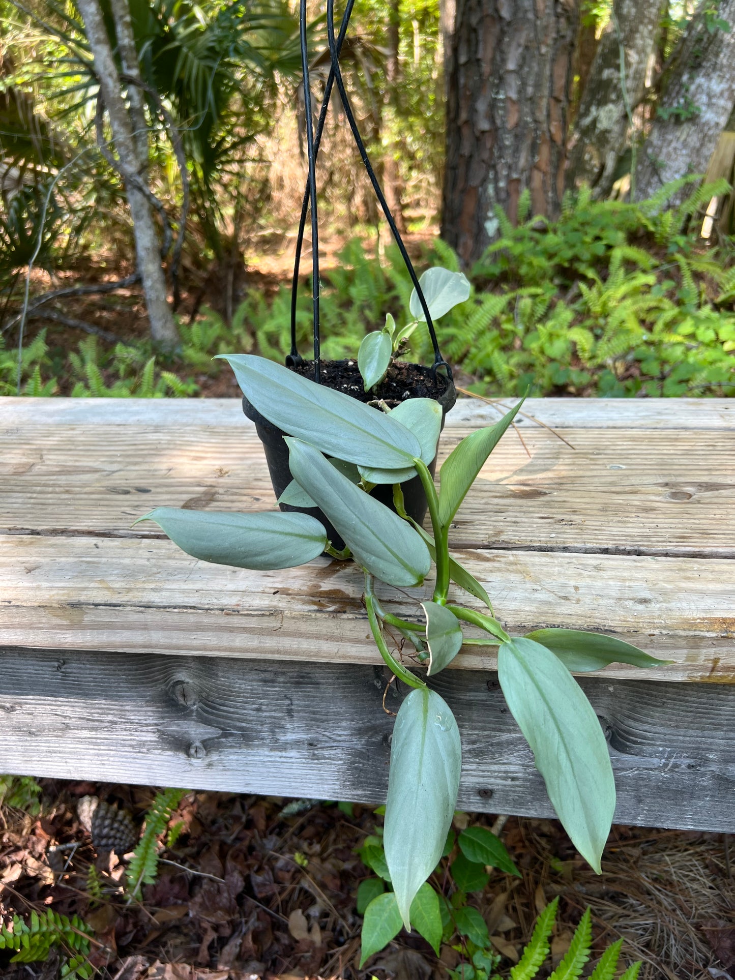 Hanging Silver Sword Philodendron