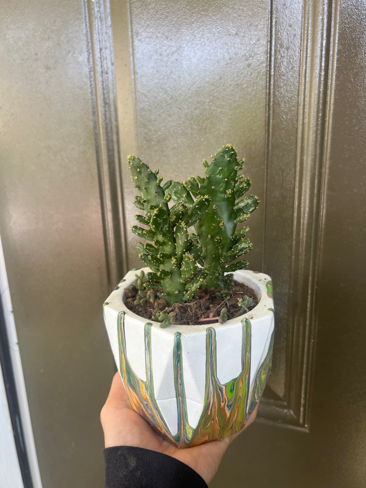 Variegated Joseph’s Coat Cactus