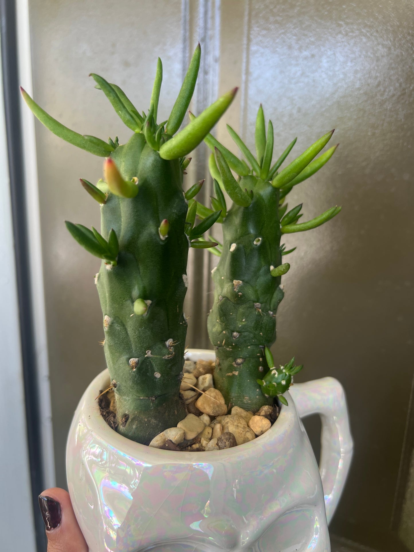 Gumbi Cactus In Skull