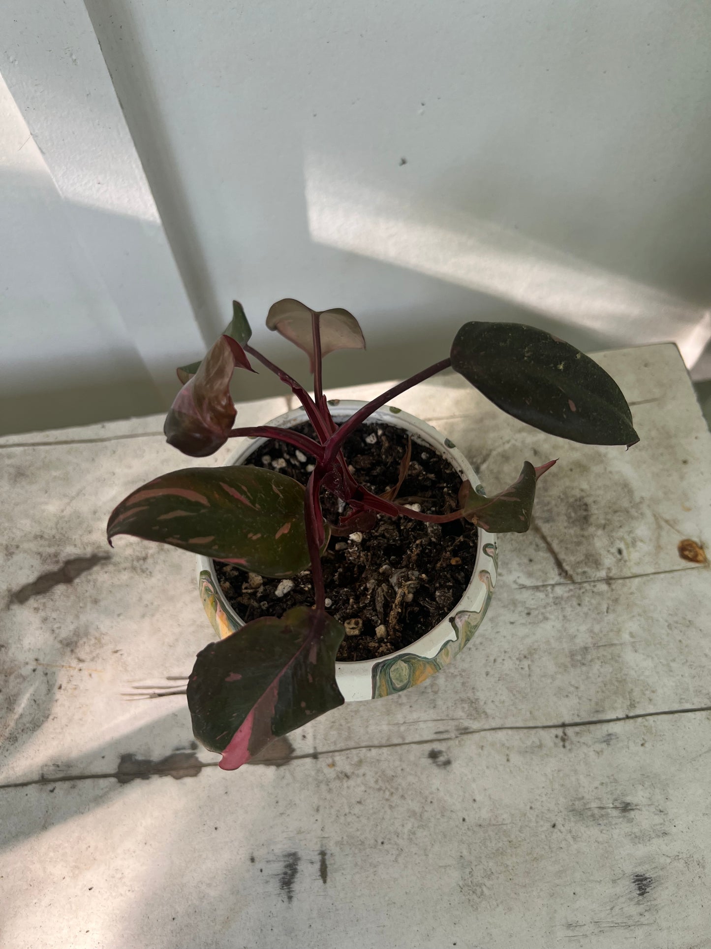 Pink Princess Philodendrons