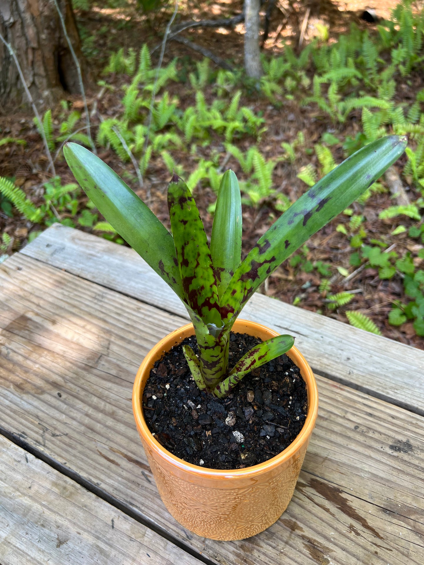 Neoregelia Guacamole