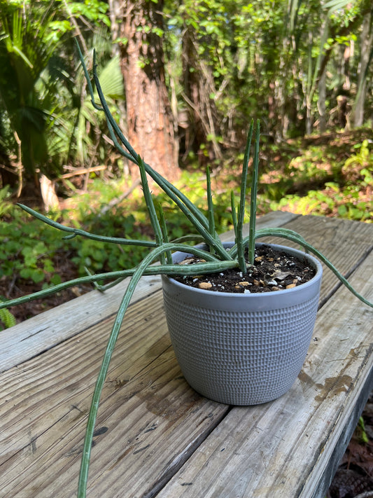 Senecio Pickle Plant