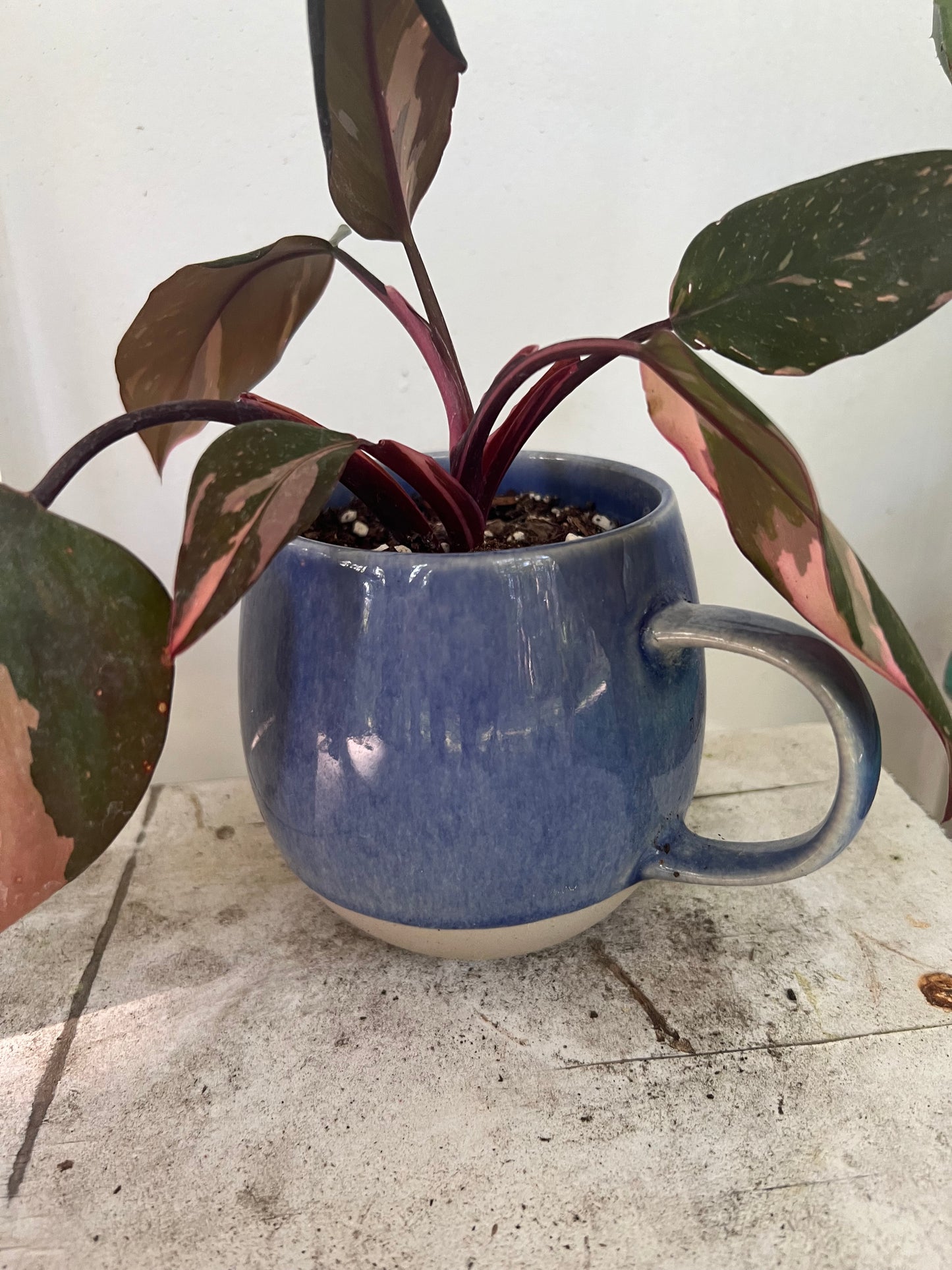 Pink Princess Philodendrons
