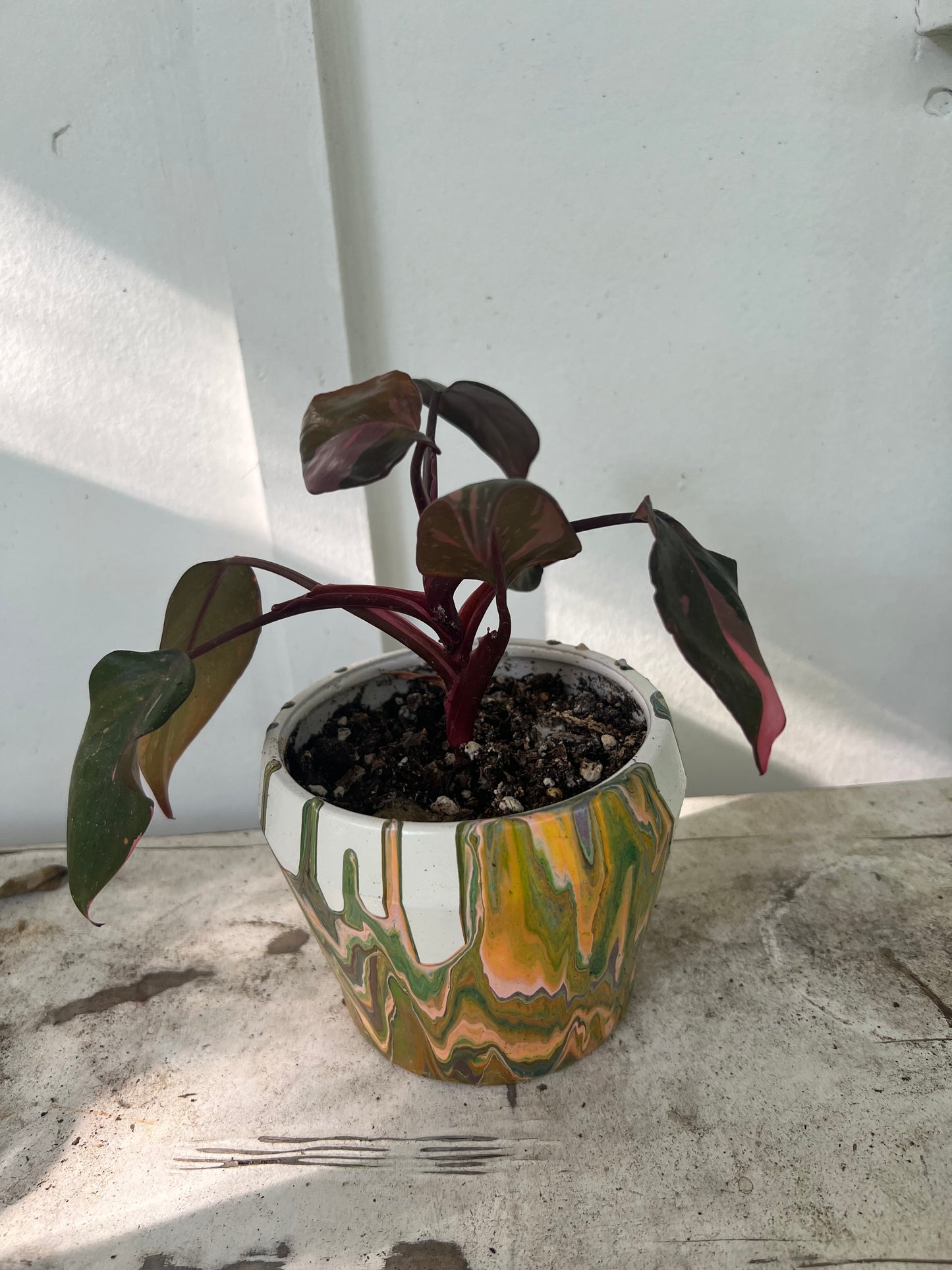 Pink Princess Philodendrons