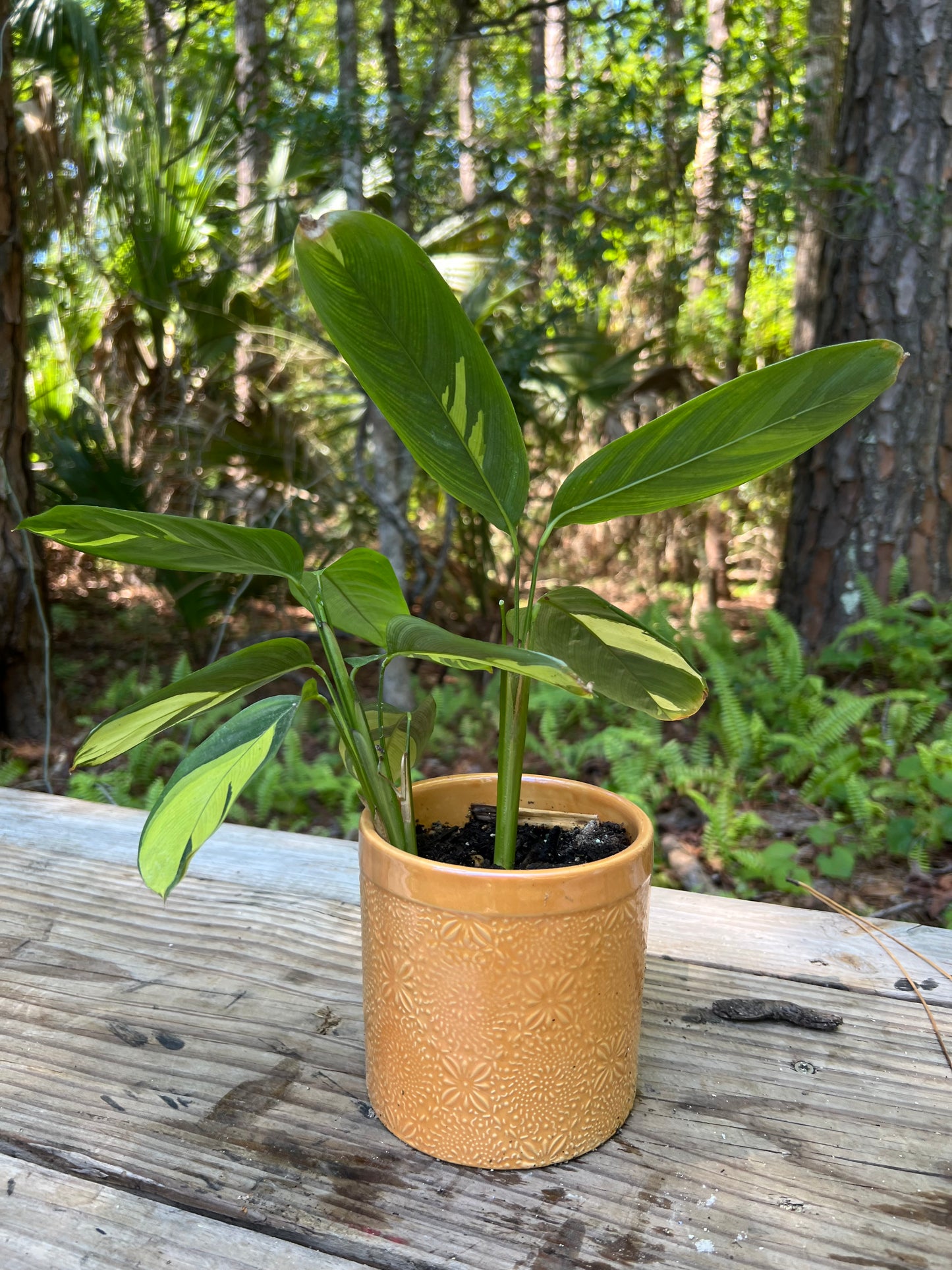 Calathea Lubbersii