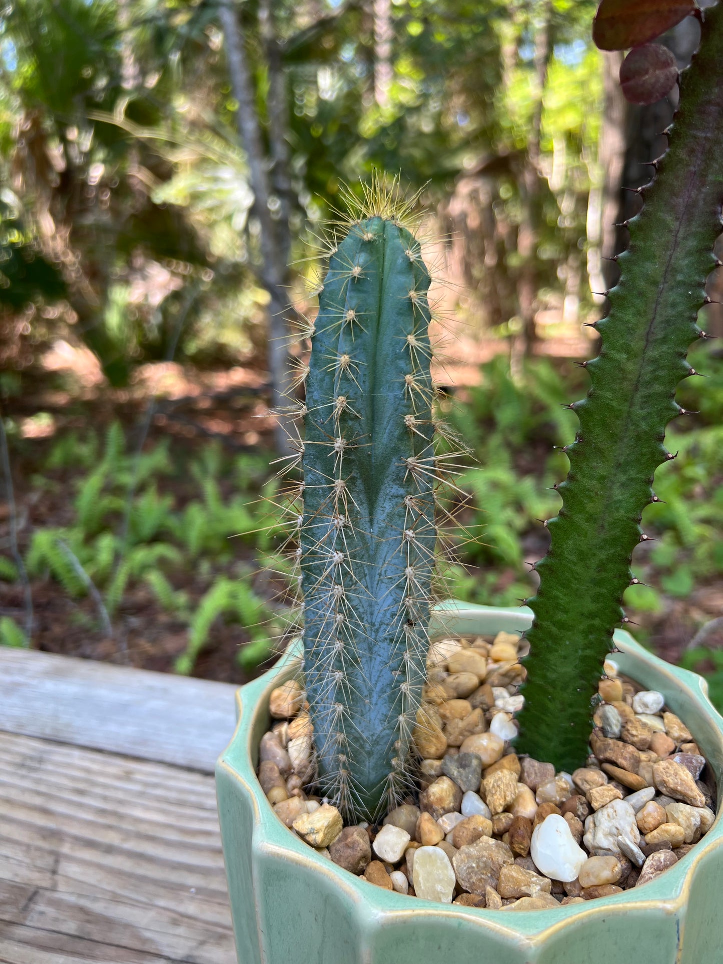 Blue Candle Cactus & Euphorbia Trigona