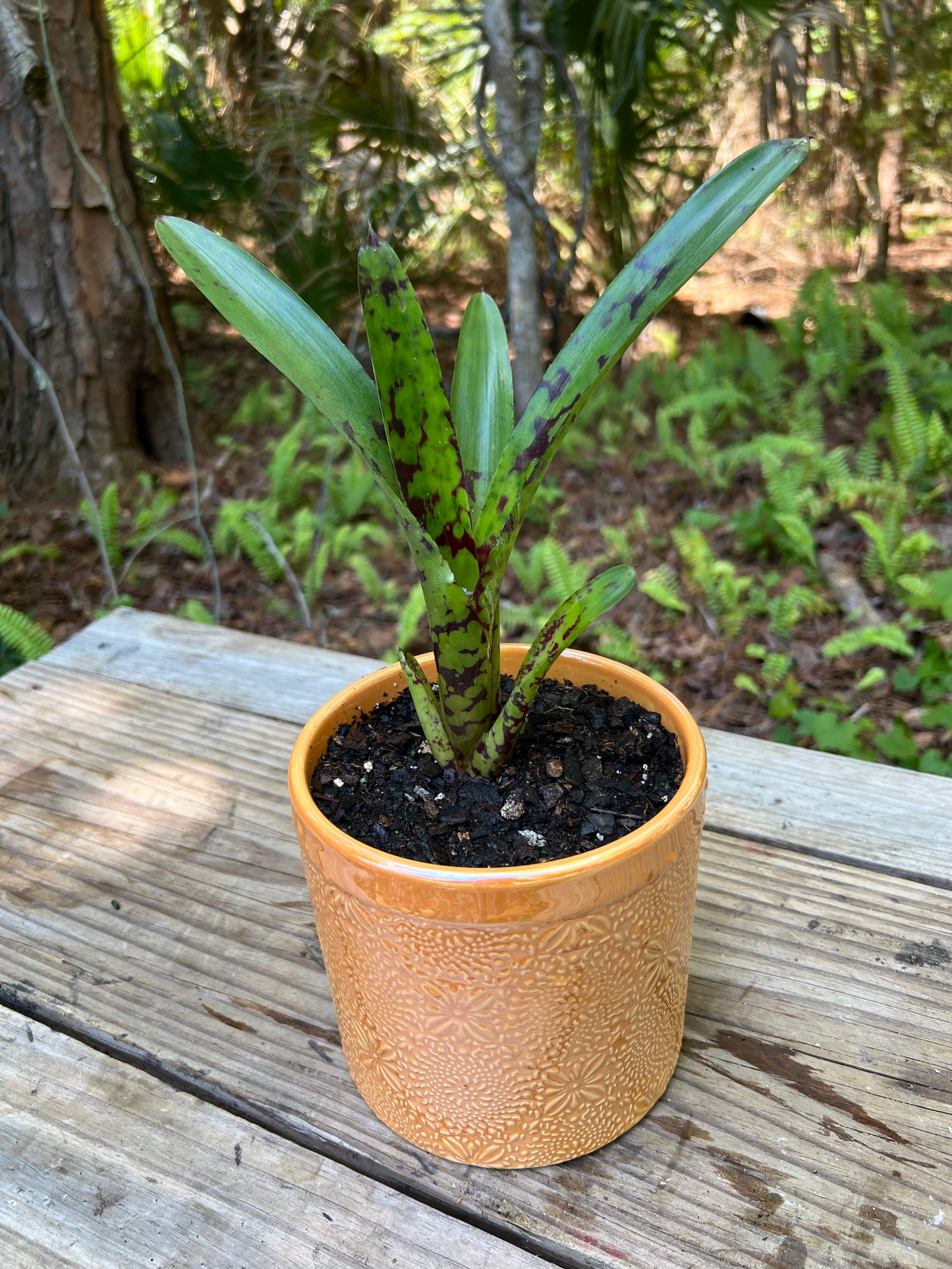 Neoregelia Guacamole