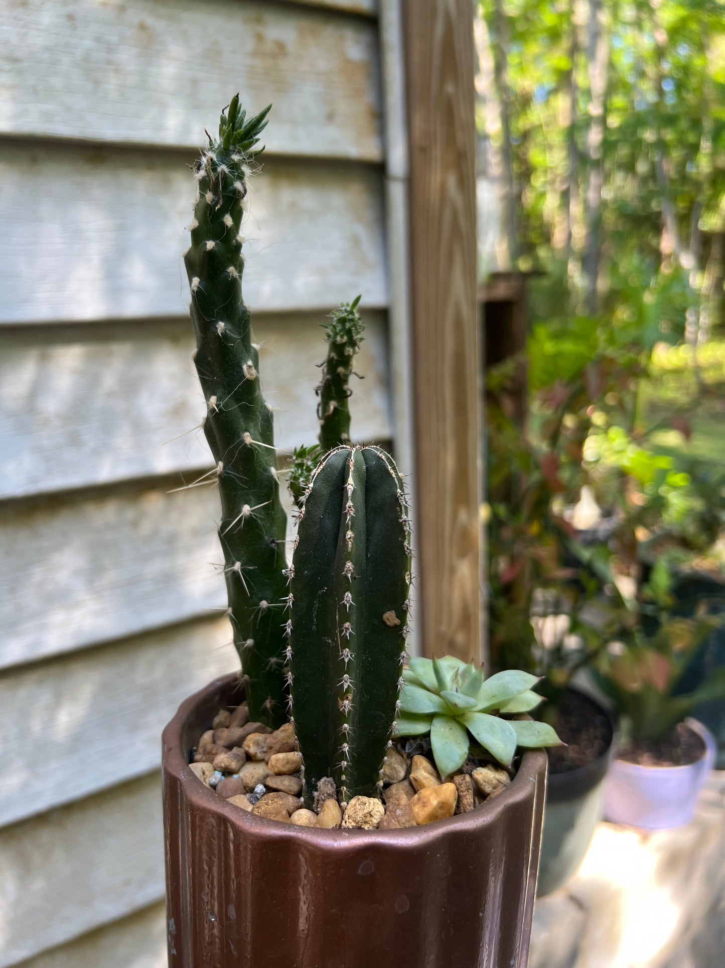 Mixed cacti in bronze pot