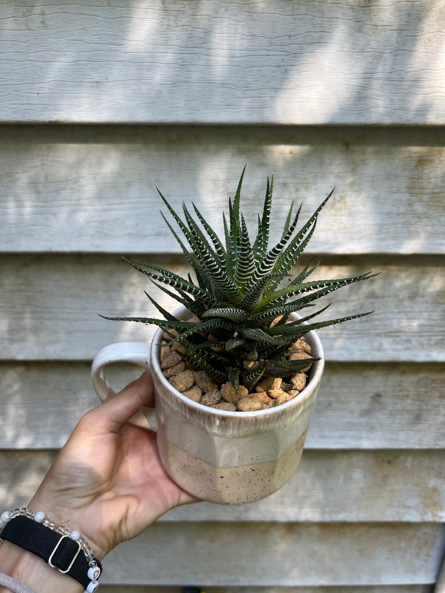Haworthia Zebra