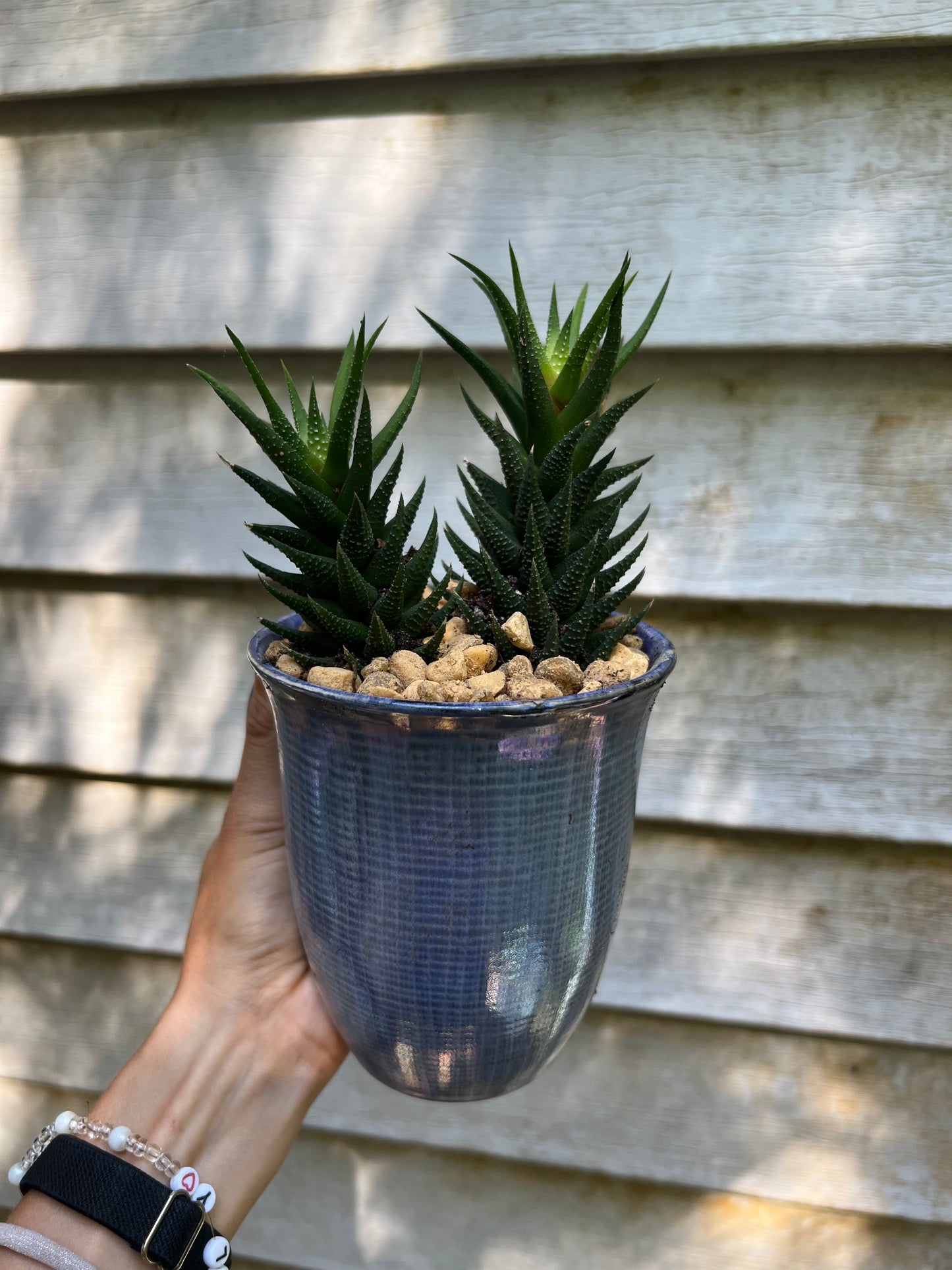 Haworthia Attenuata