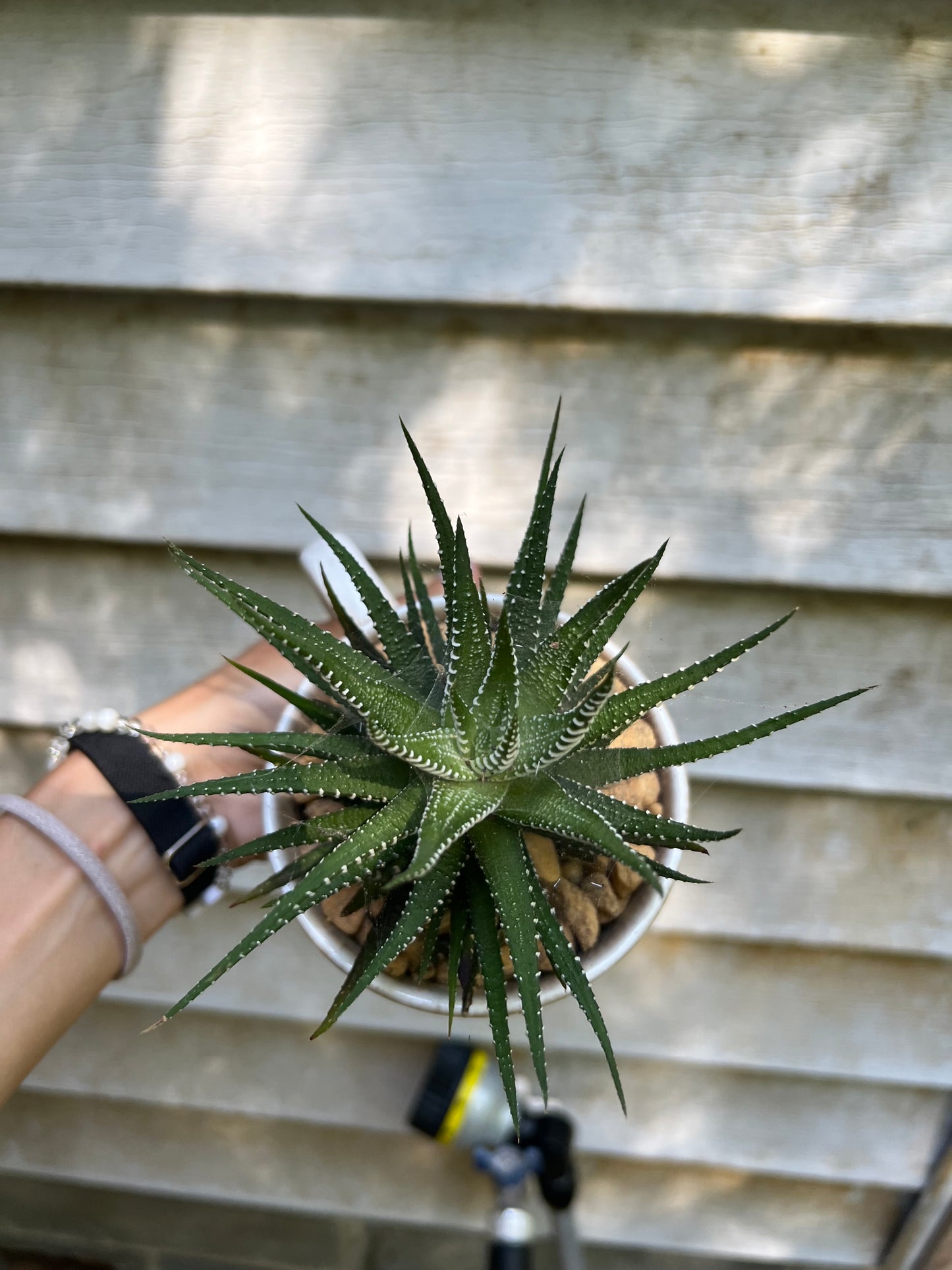 Haworthia Zebra