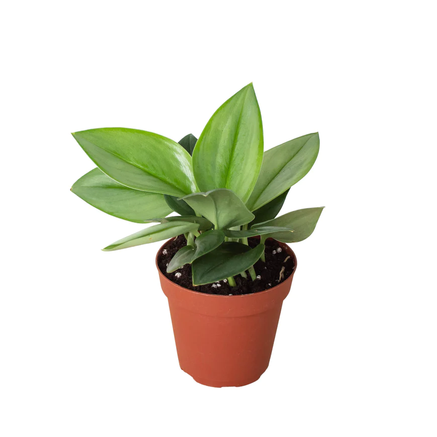 4in Scindapsus "Moonlight"