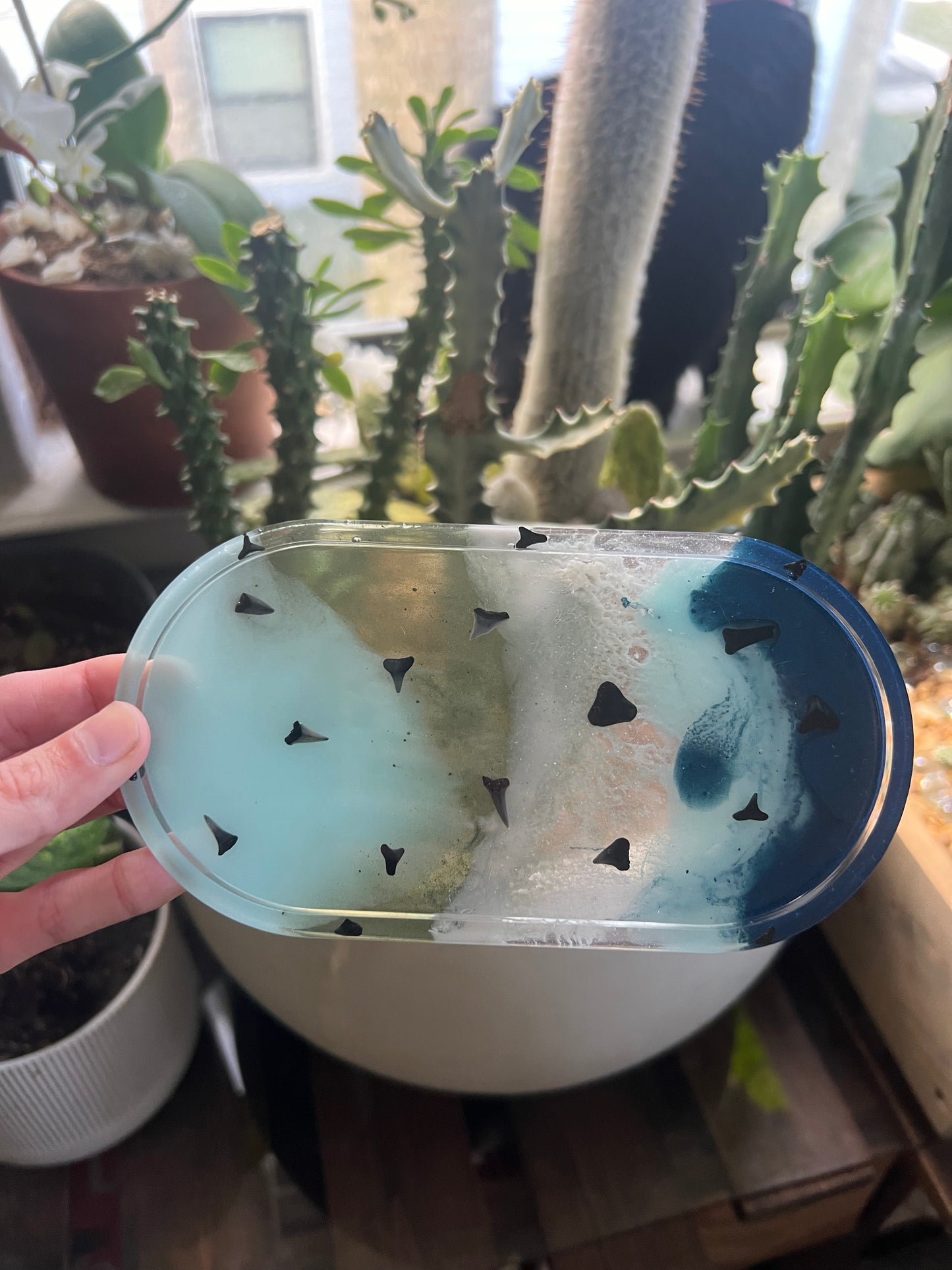 Shark tooth trinket dish & coaster