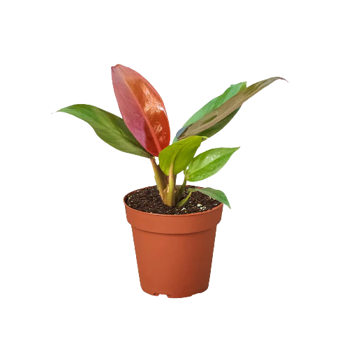 4in Philodendron "Sun Red"