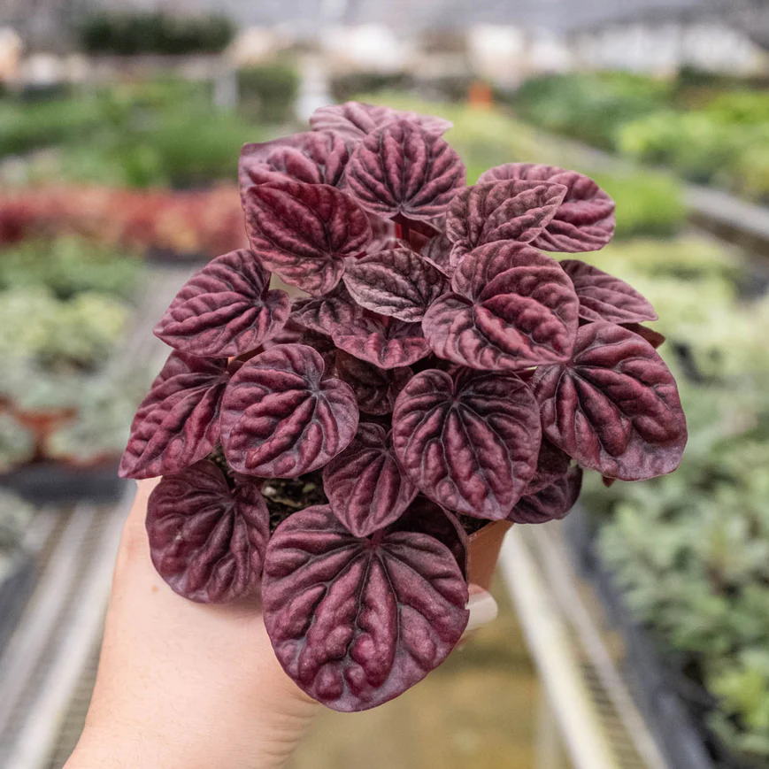 4in Peperomia "Ripple Red"