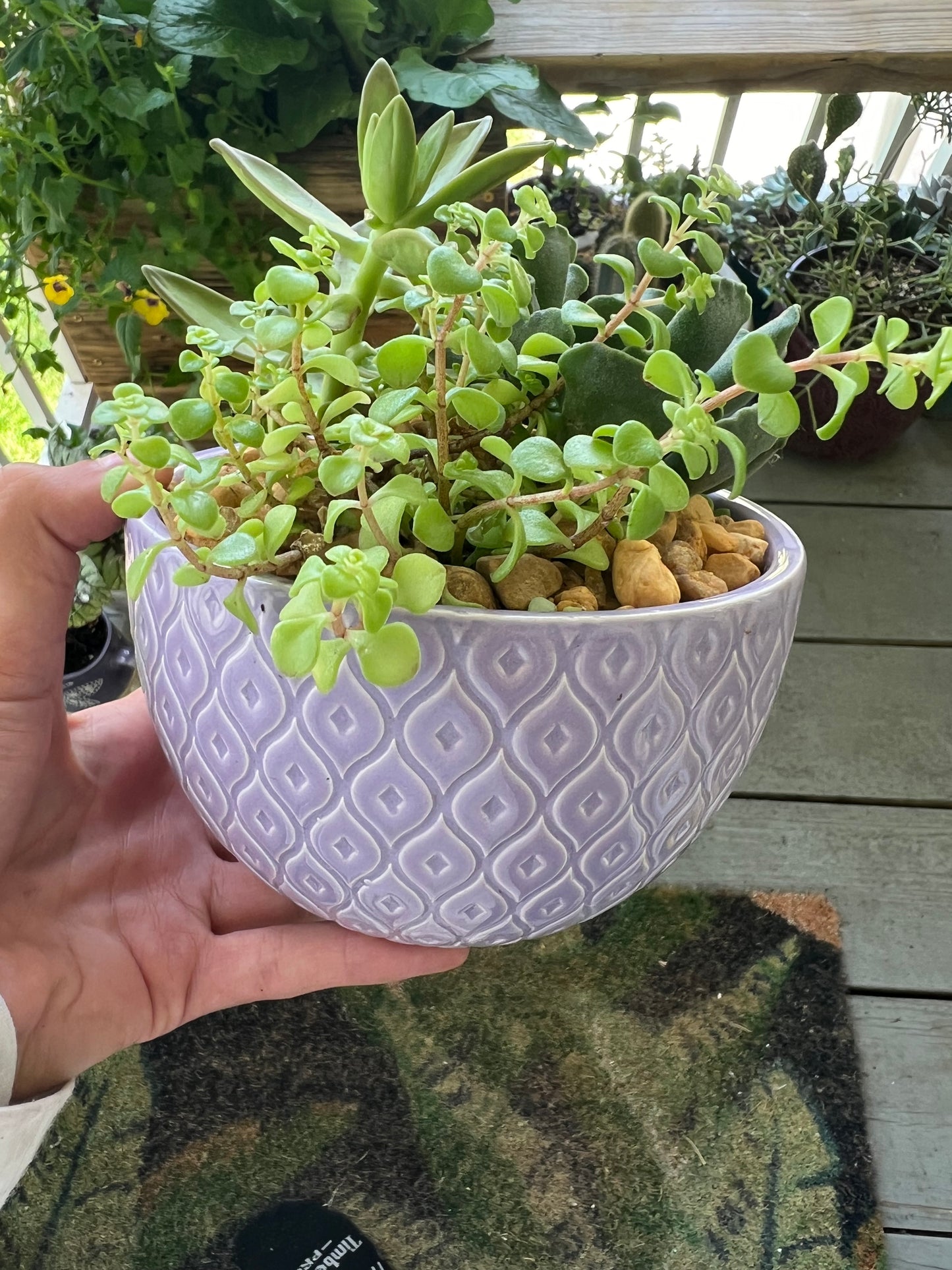 Mixed succulents in purple bowl