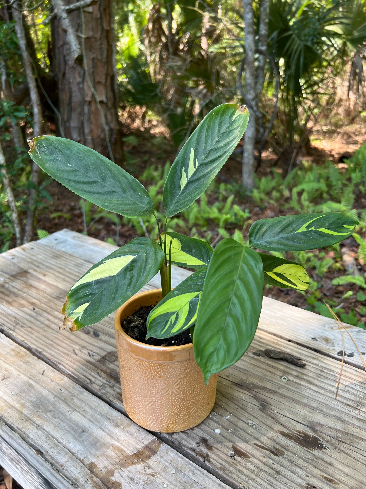 Calathea Lubbersii