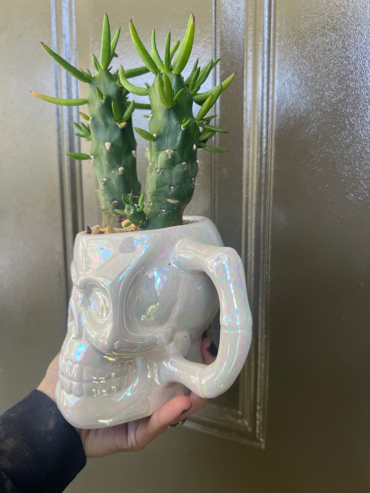 Gumbi Cactus In Skull