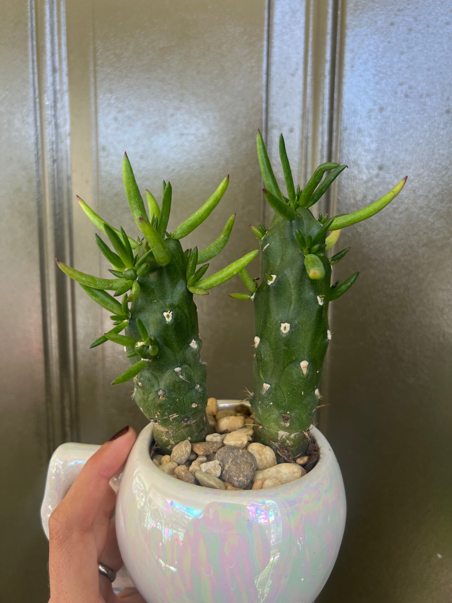 Gumbi Cactus In Skull