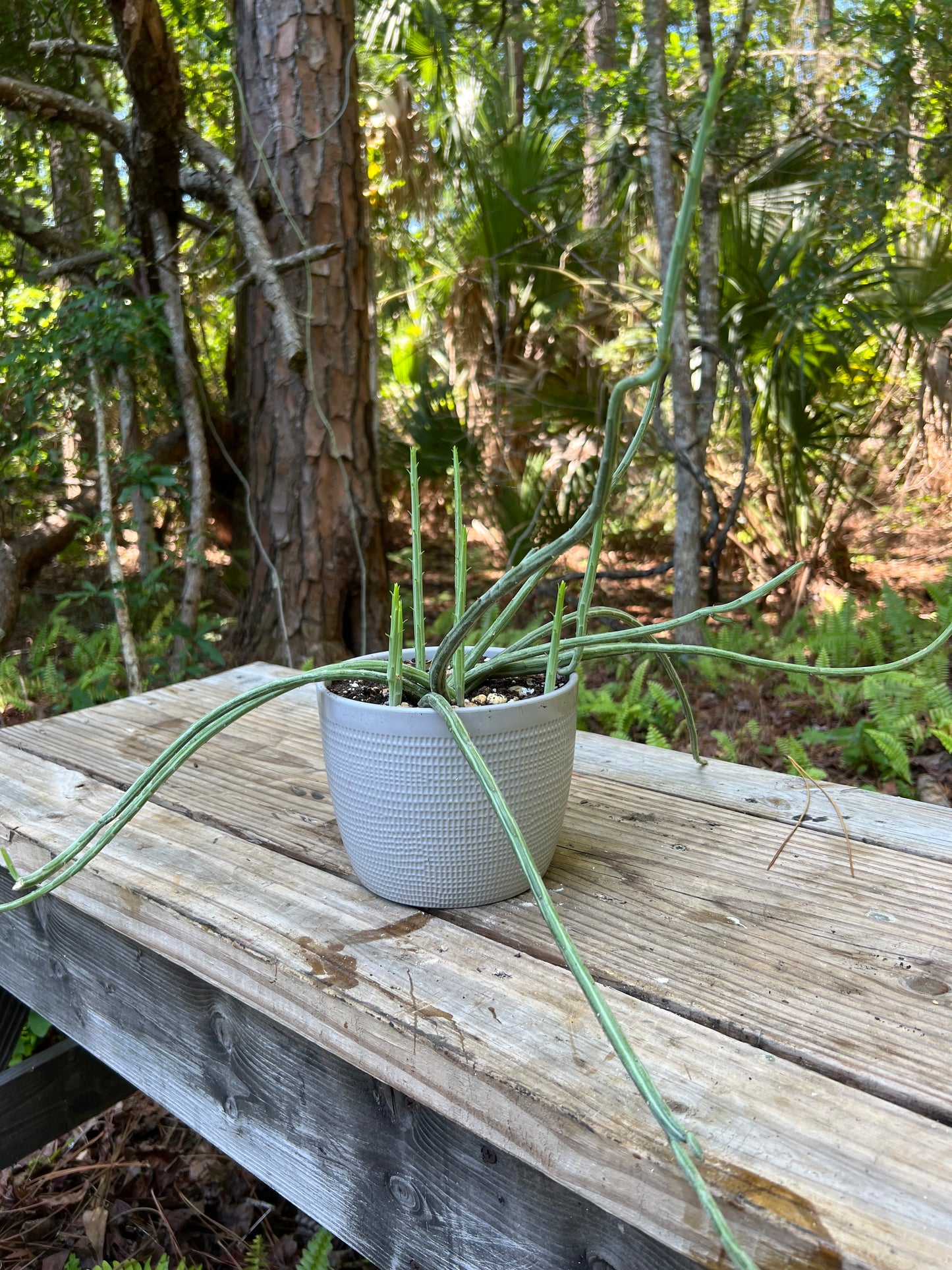 Senecio Pickle Plant