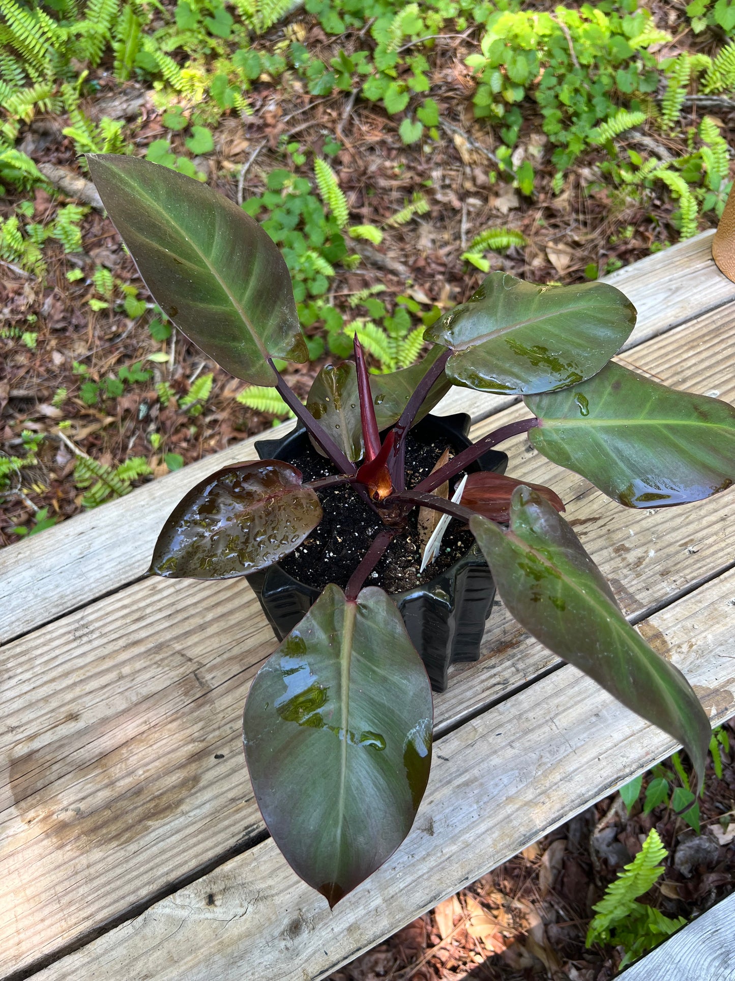 Philodendron Dark Lord