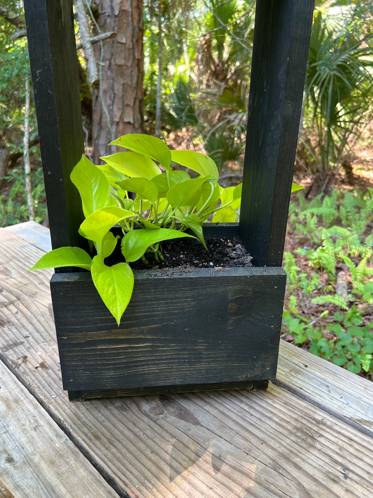 Handmade Hanging Planter. Neon Pothos