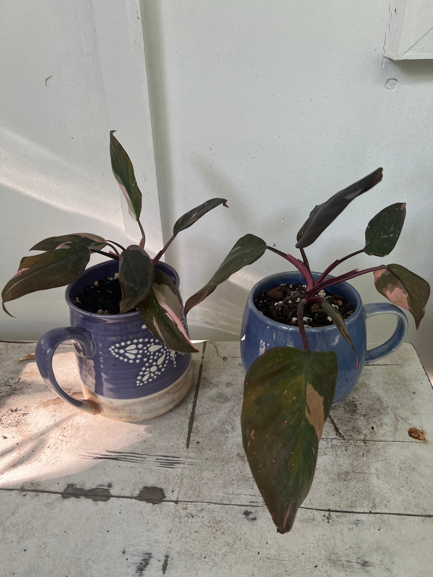 Pink Princess Philodendrons