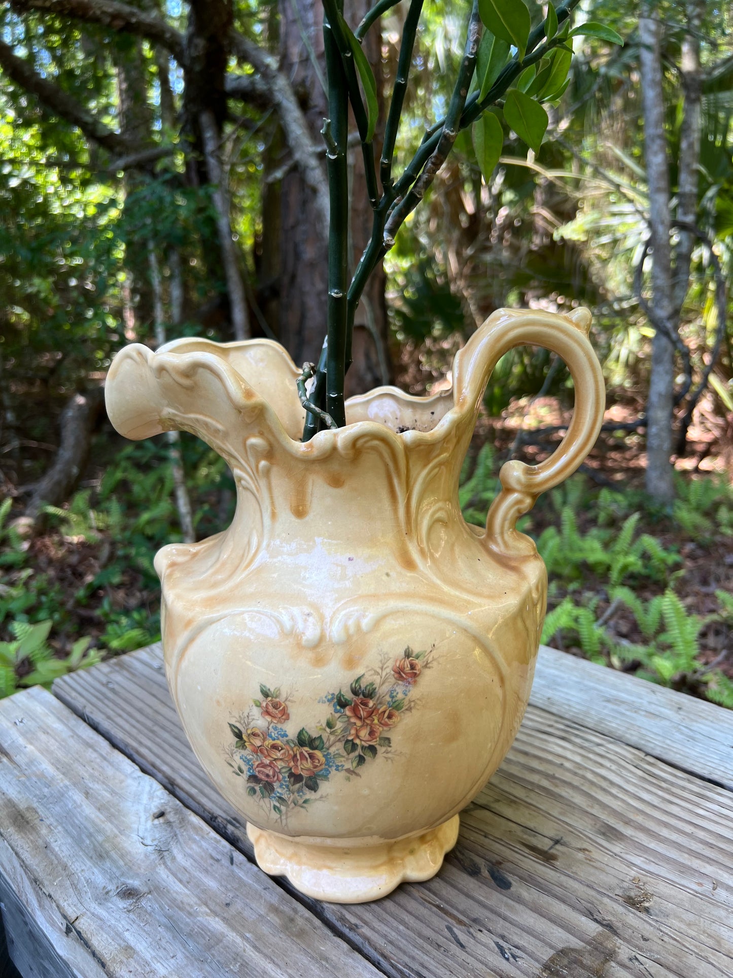Devil’s Backbone in Pitcher