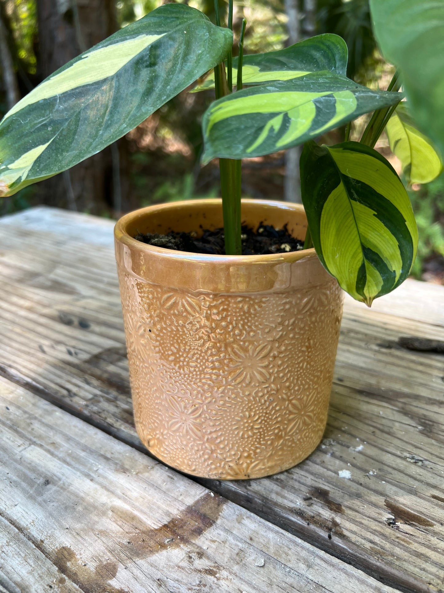 Calathea Lubbersii