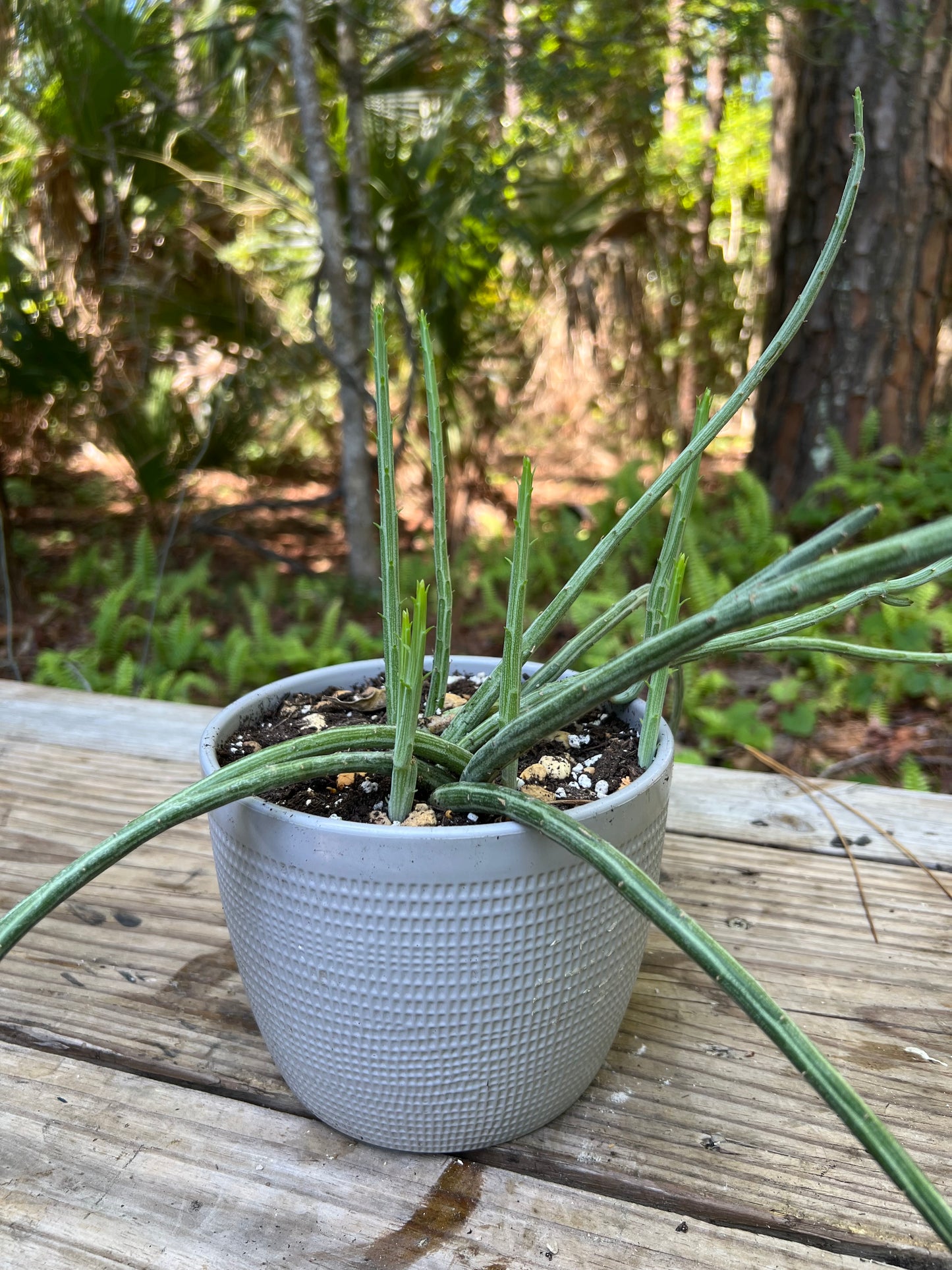 Senecio Pickle Plant