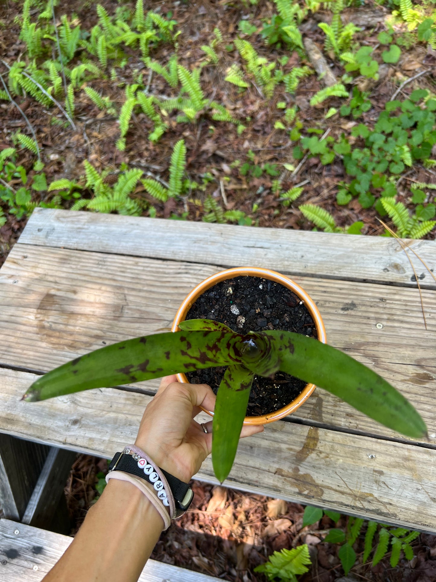 Neoregelia Guacamole