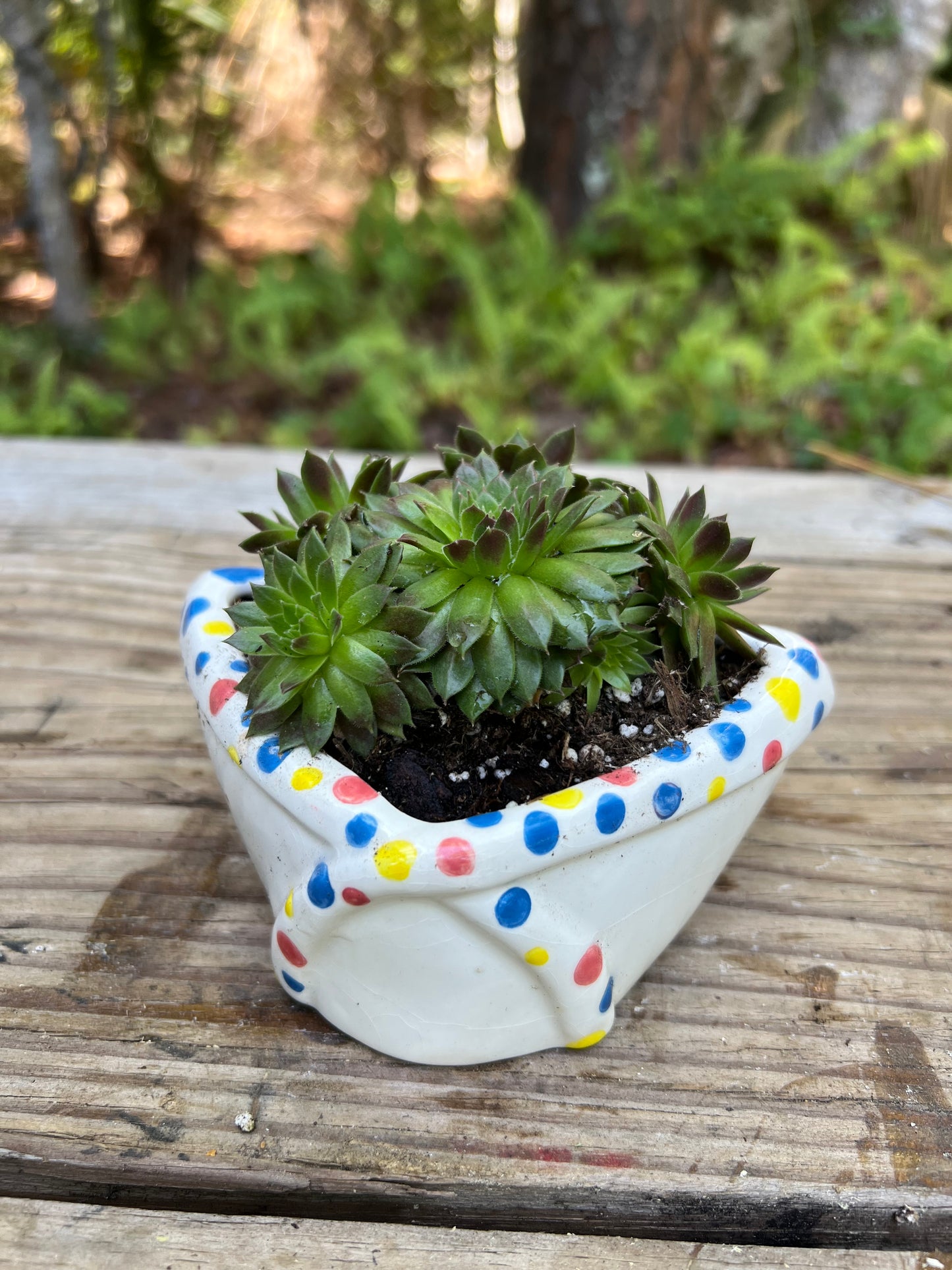 Sempervivum in Sunglasses