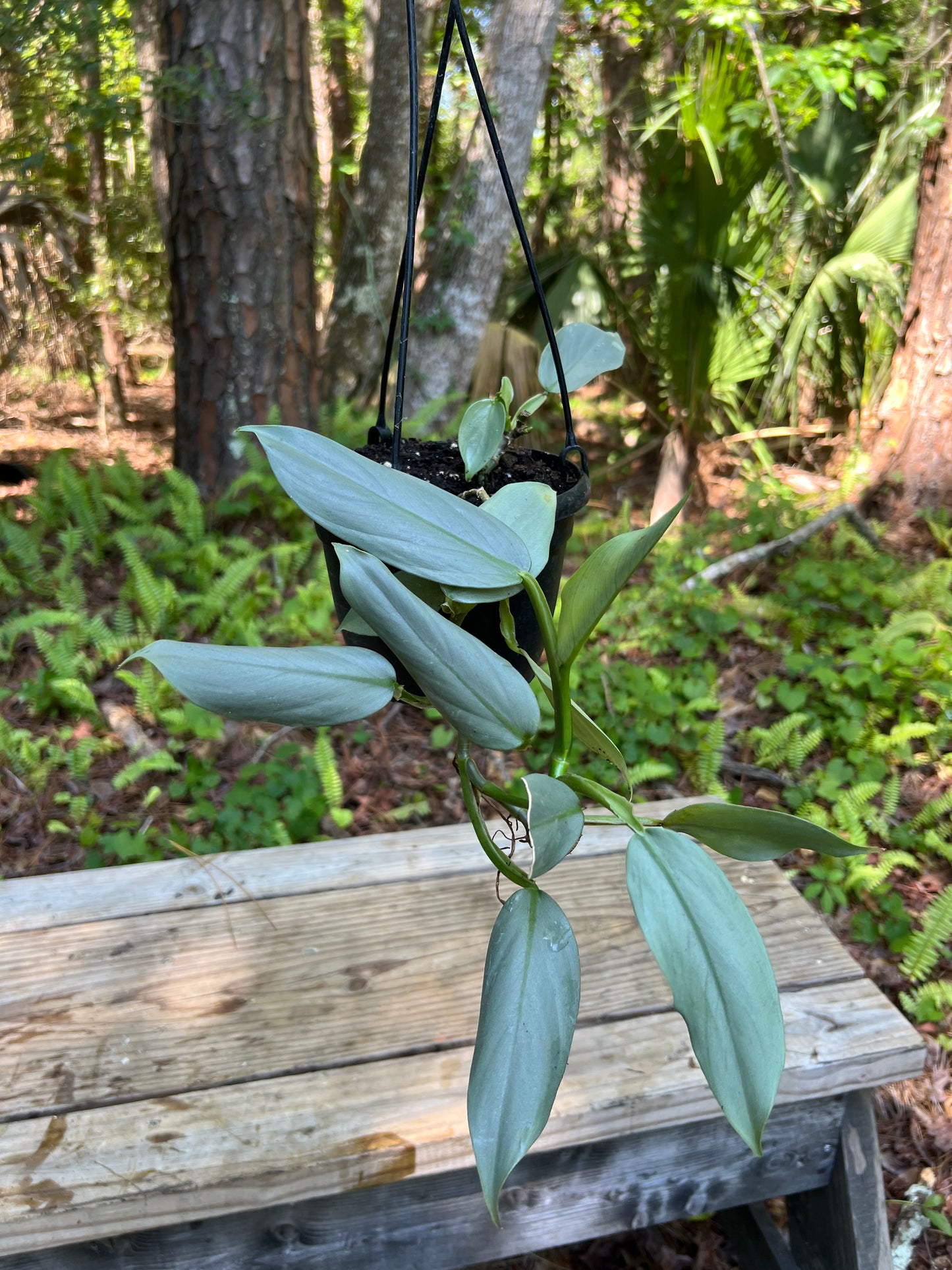 Hanging Silver Sword Philodendron