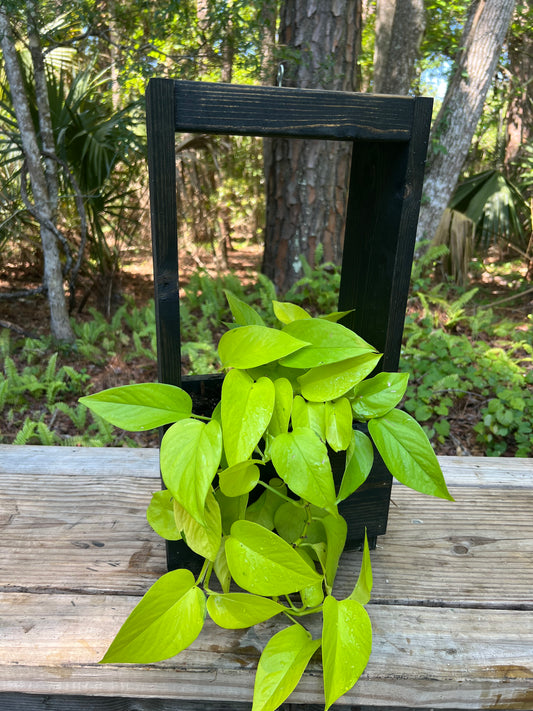 Handmade Hanging Planter. Neon Pothos