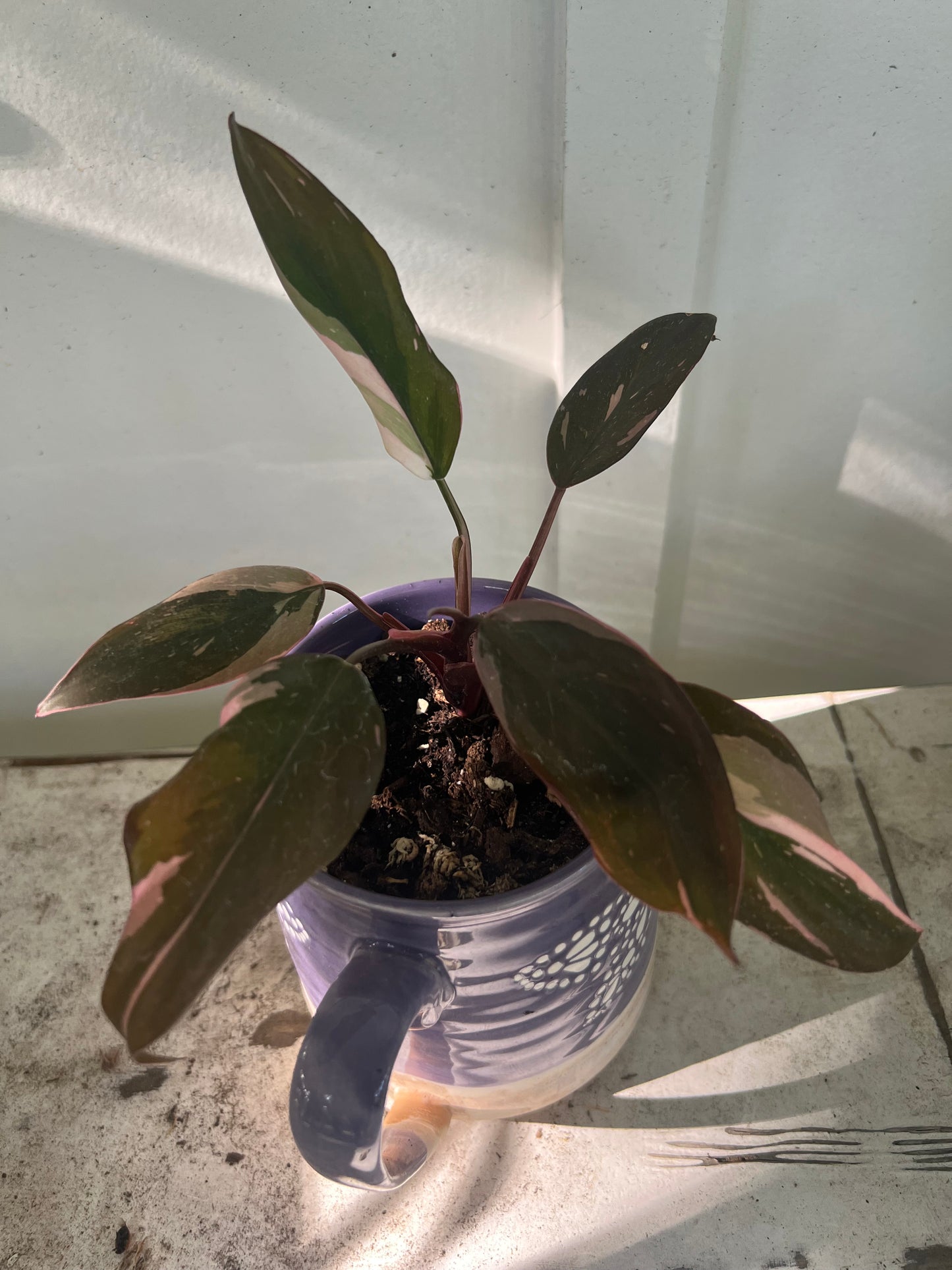 Pink Princess Philodendrons