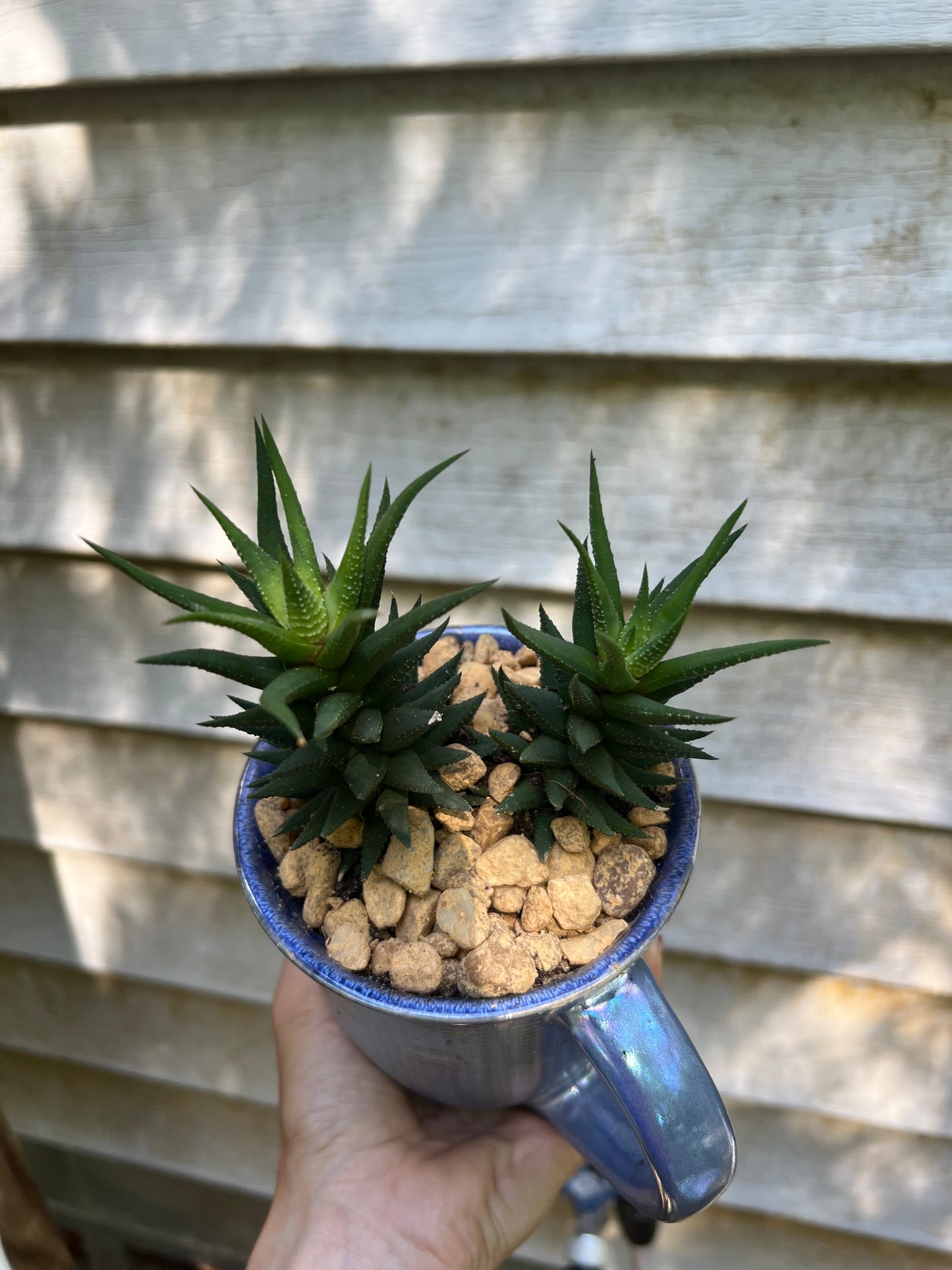 Haworthia Attenuata