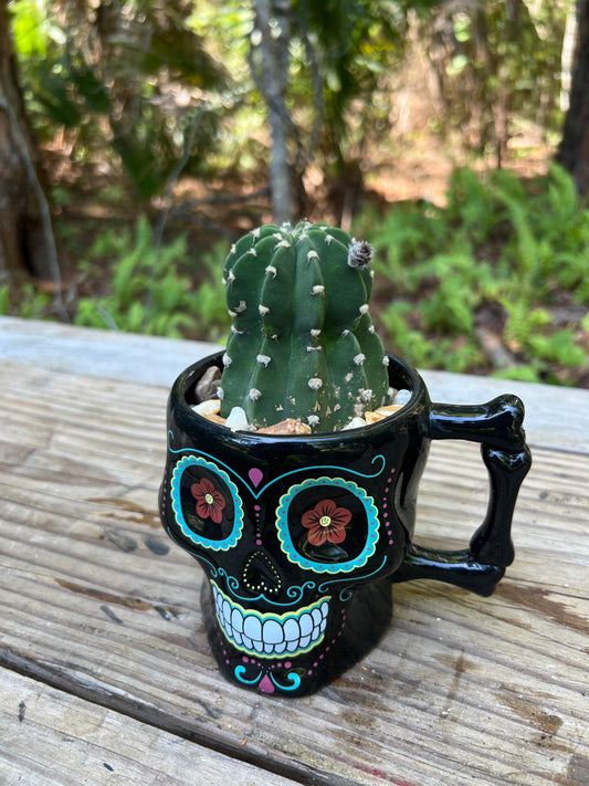 Domino Cactus